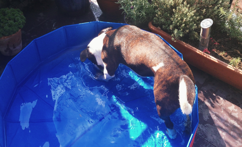 microthedog in paddling pool
