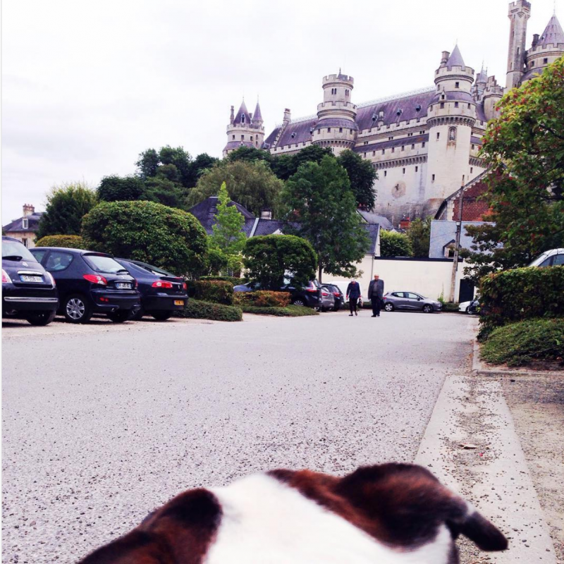 Microthedog looking at Pierrefonds