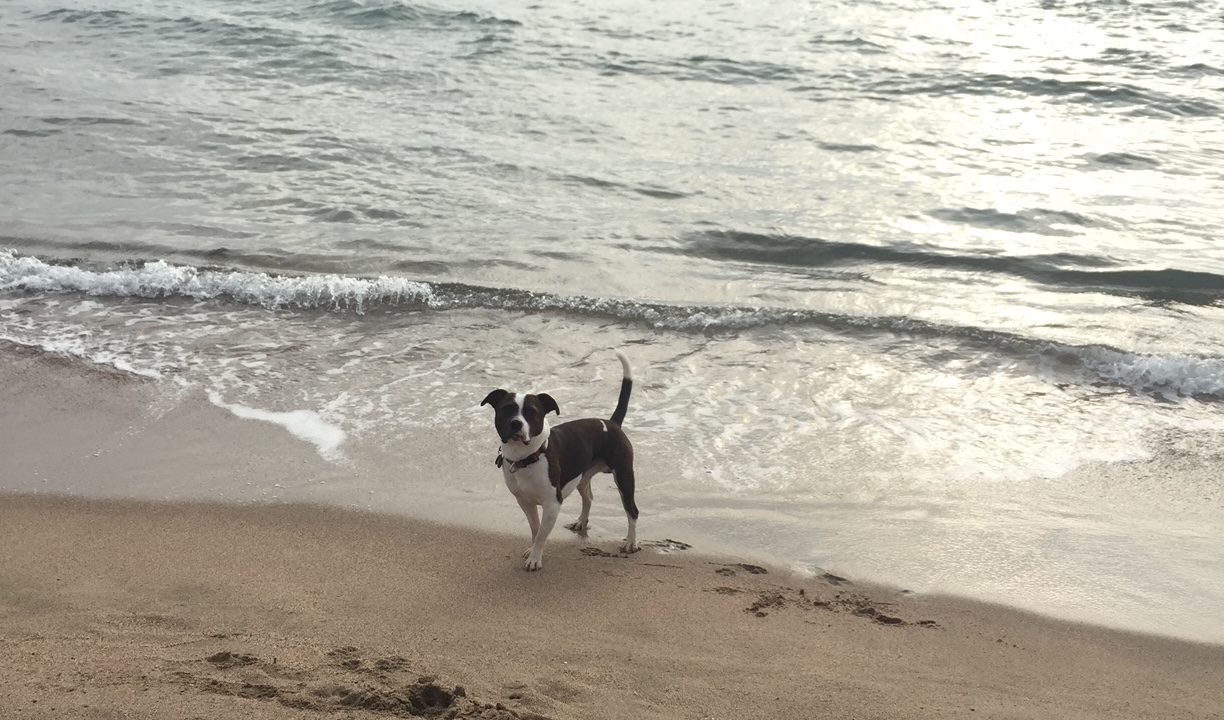 microthedog at the beach at sunrise