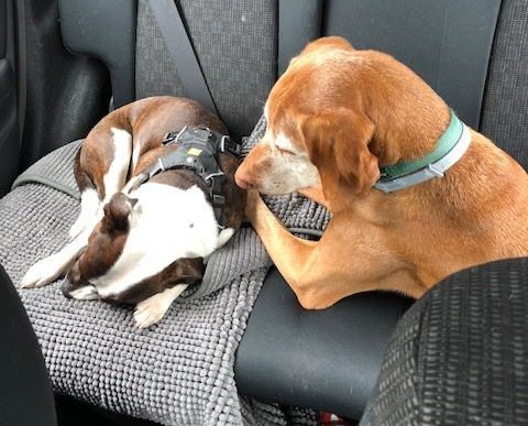 Microthedog with his friend Pan in the back of the car