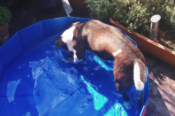 microthedog in paddling pool
