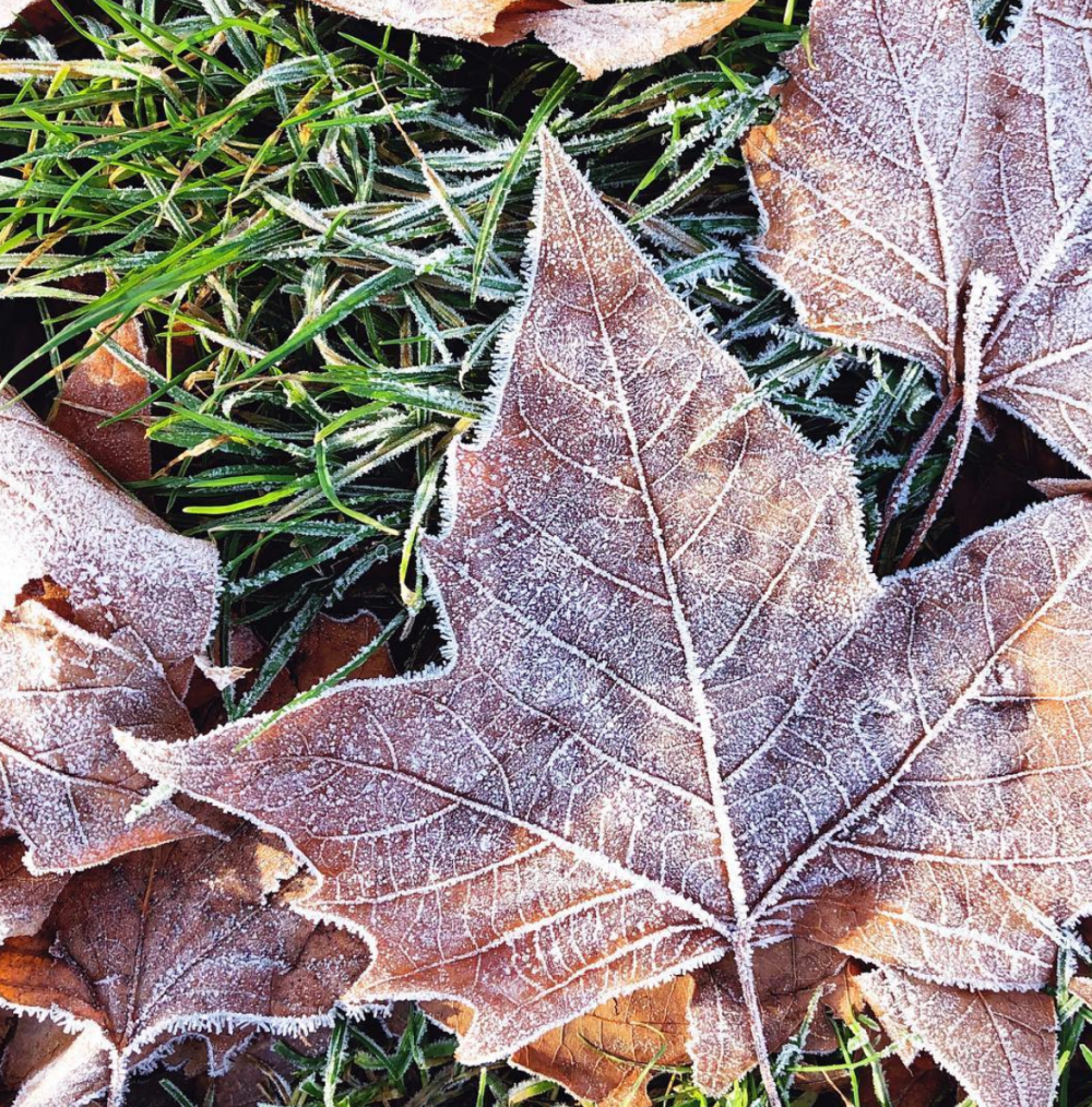 Fallen, frosty leaves