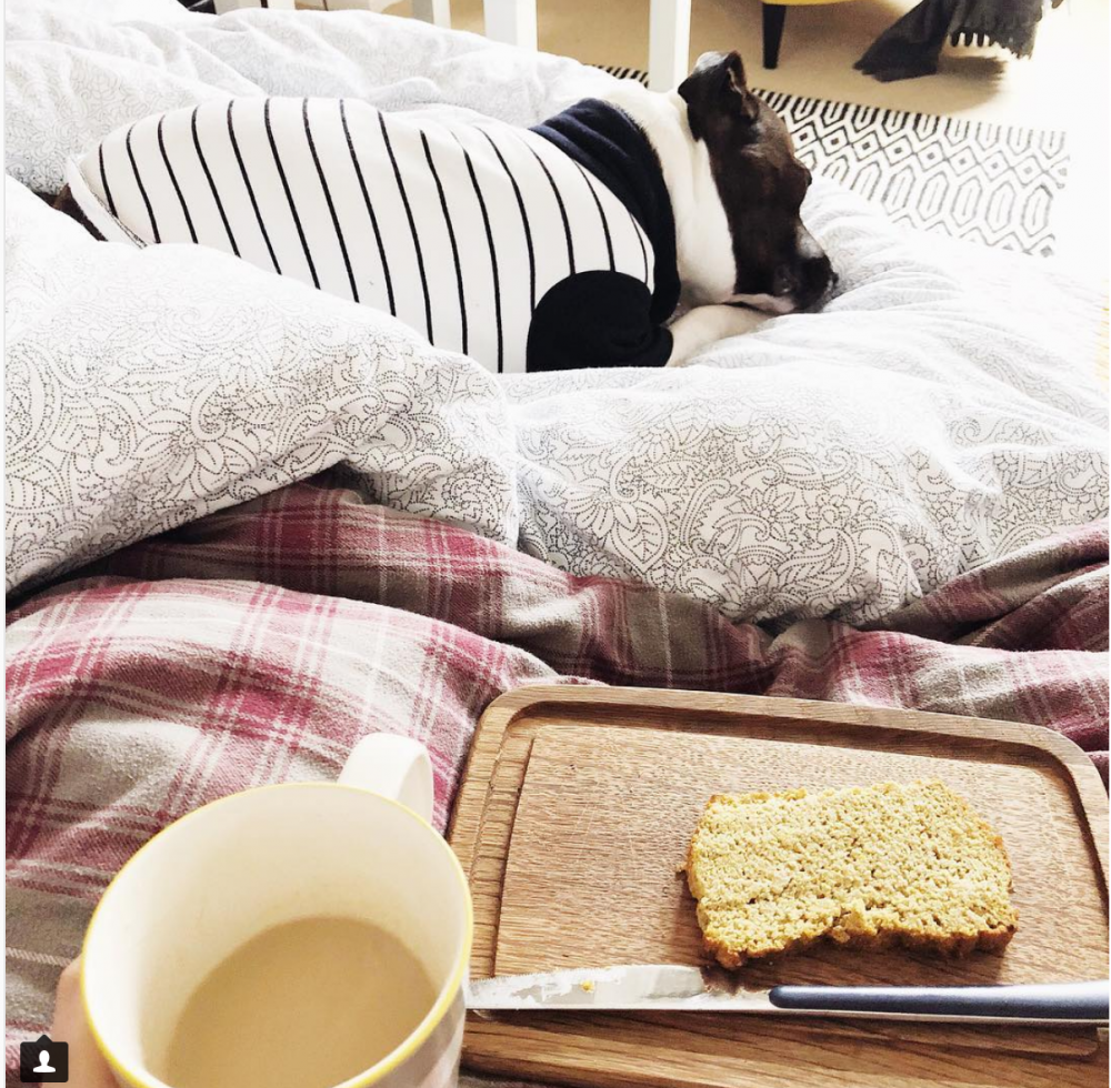 Dog in pyjamas and breakfast in bed
