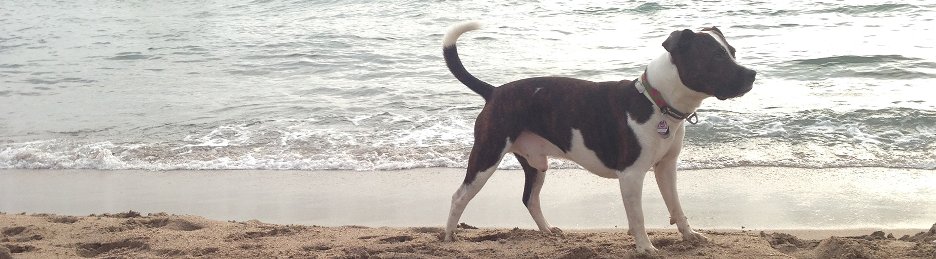 Microthedog at the beach