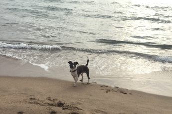 microthedog at the beach at sunrise