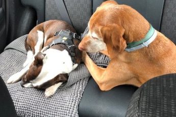 Microthedog with his friend Pan in the back of the car